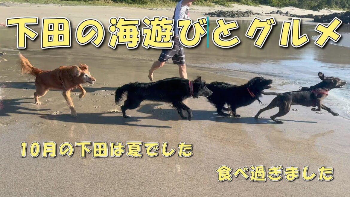 下田の海遊びとグルメ【フラットコーテッドレトリバー】flatcoatedretriever
