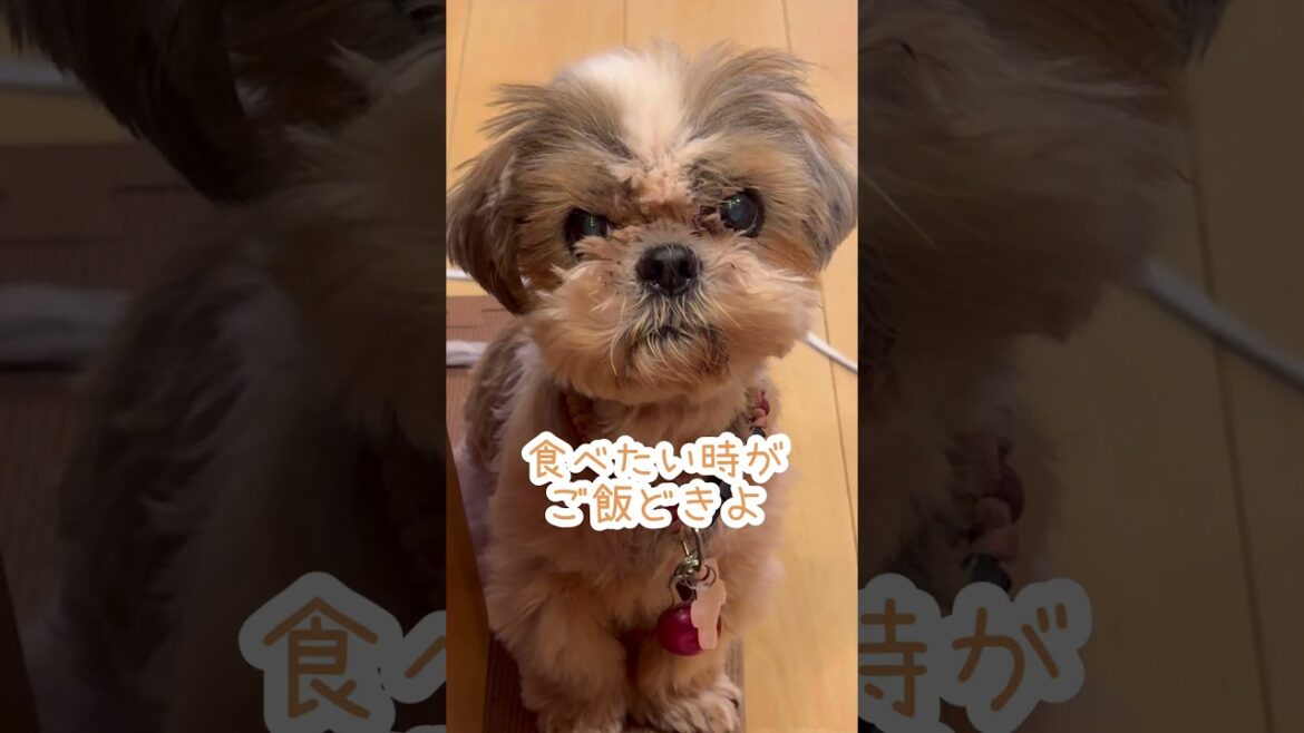 だからいつも言ってるでしょw🐶#シーズー #いぬ #犬 #わんこ だからいつも言ってるでしょw🐶#シーズー #いぬ #犬 #わんこ