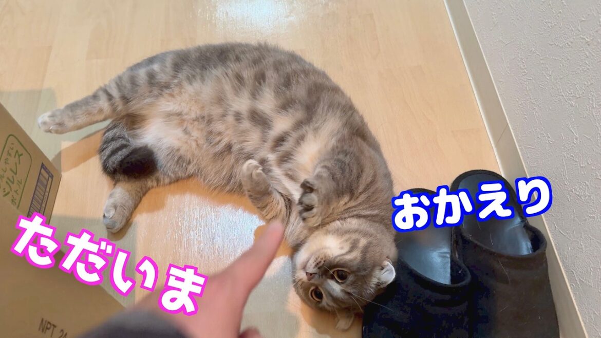 [お出迎え猫]帰宅すると猫の甘えん坊モードが爆発してこうなりました笑