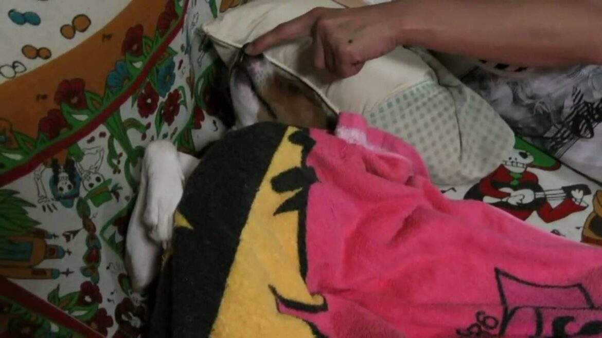 爆睡するバセンジー　Deep sleep, Basenji.