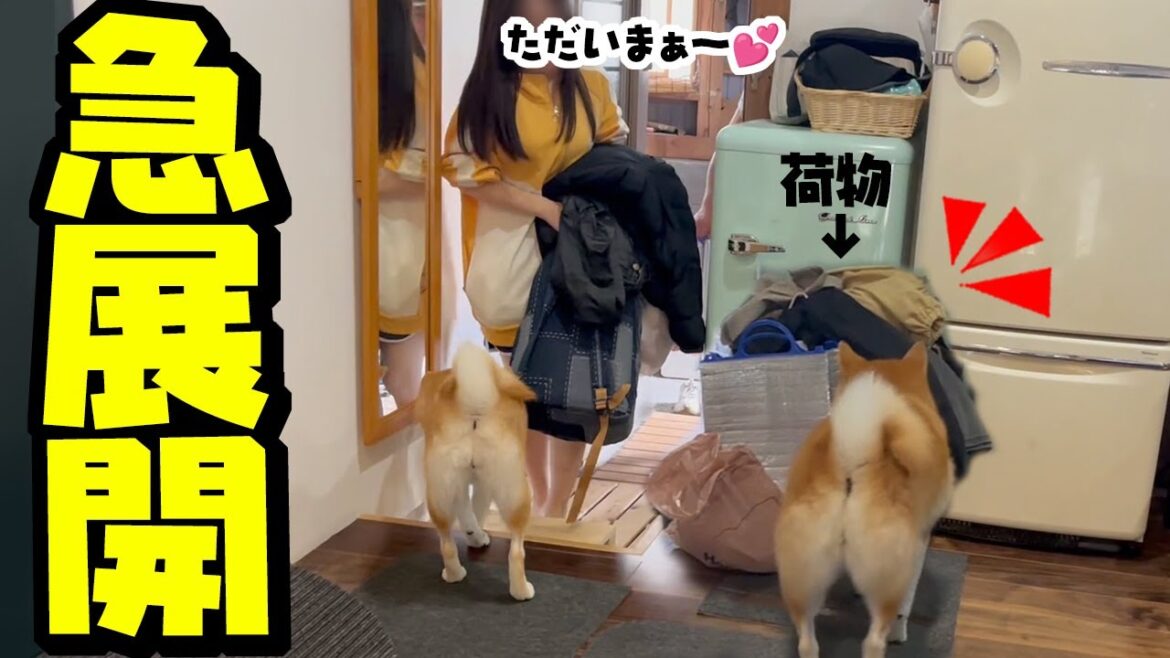 娘が柴犬姉妹と一緒に暮らす事に…実家に戻る事になりました 娘が柴犬姉妹と一緒に暮らす事に…実家に戻る事になりました