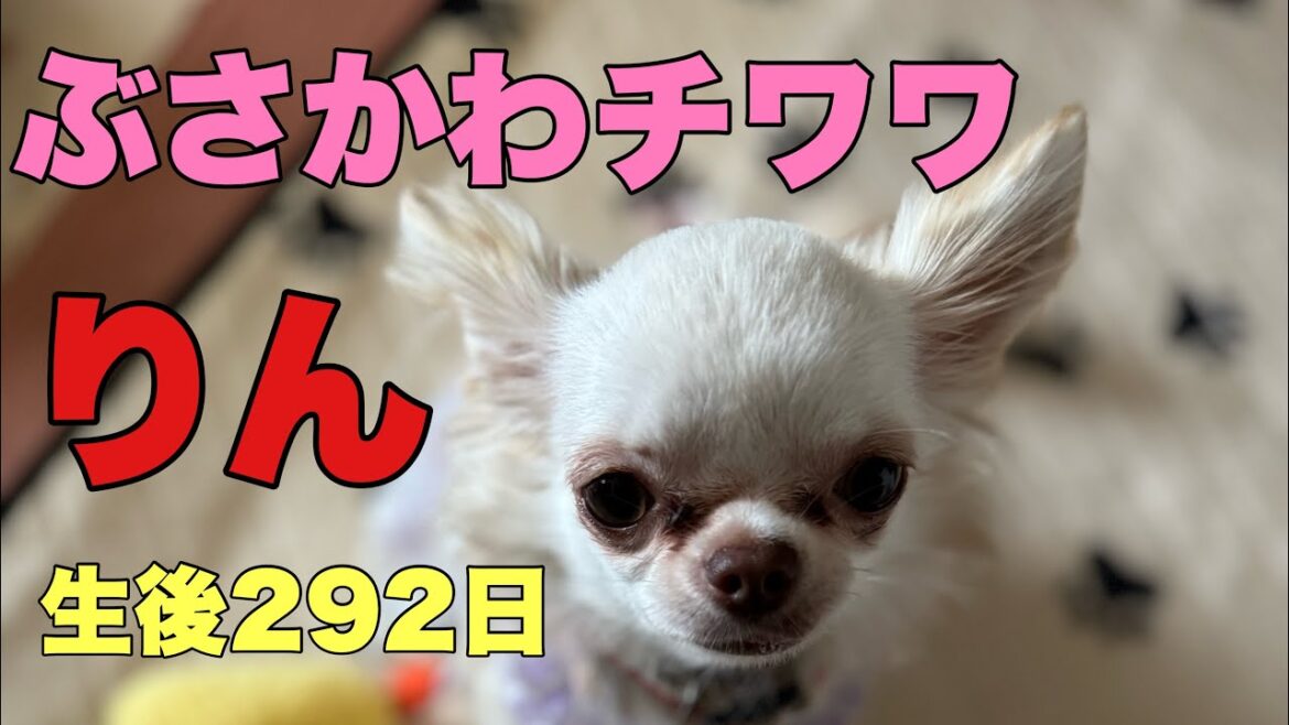 ぶさかわチワワりん。生後292日【vlog】
