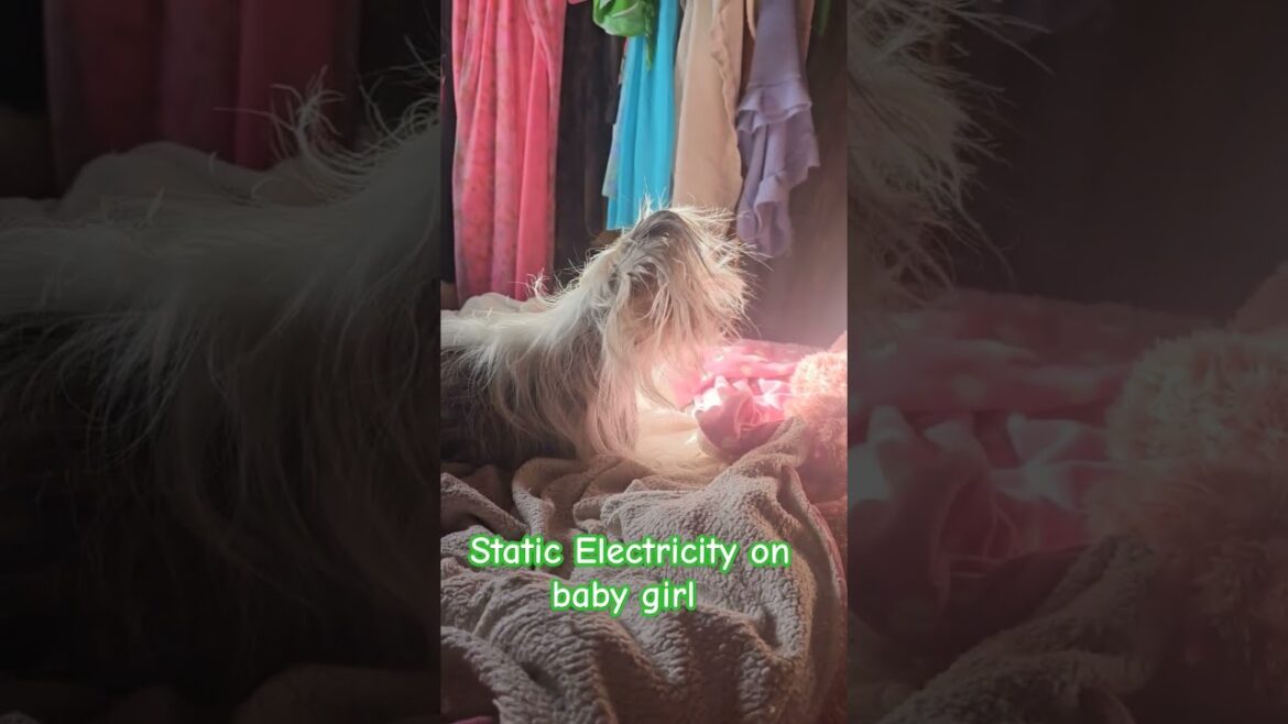 PIPPY Looks messy Chinese Crested Vs static electricity #chinesecrested #dog #chinesecresteddog