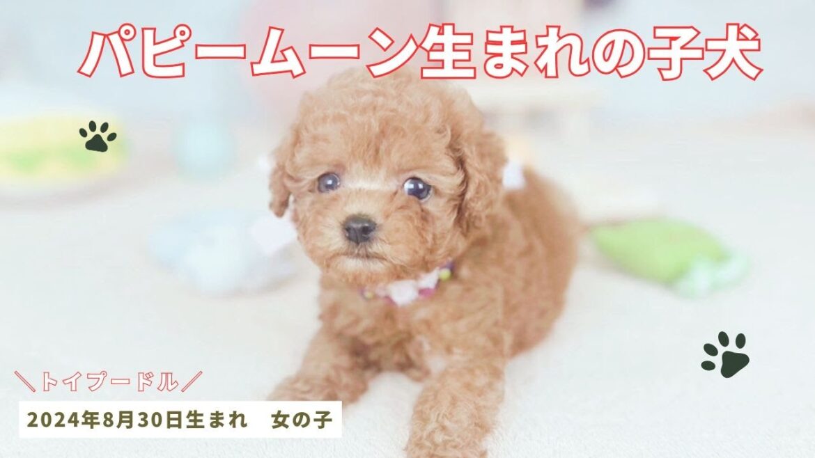 トイプードル 女の子 2024年8月30日生まれ パピームーンで生まれた女の子 レッド