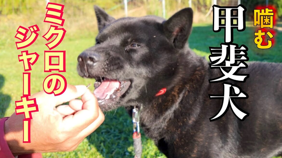 【噛む甲斐犬】ジャーキーを怪我せずにどこまで小さくあげれるか検証してみた 【噛む甲斐犬】ジャーキーを怪我せずにどこまで小さくあげれるか検証してみた