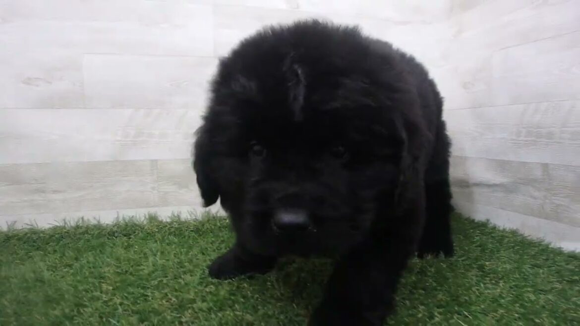 ペットショップcoo&riku No.00693608 ニューファンドランド