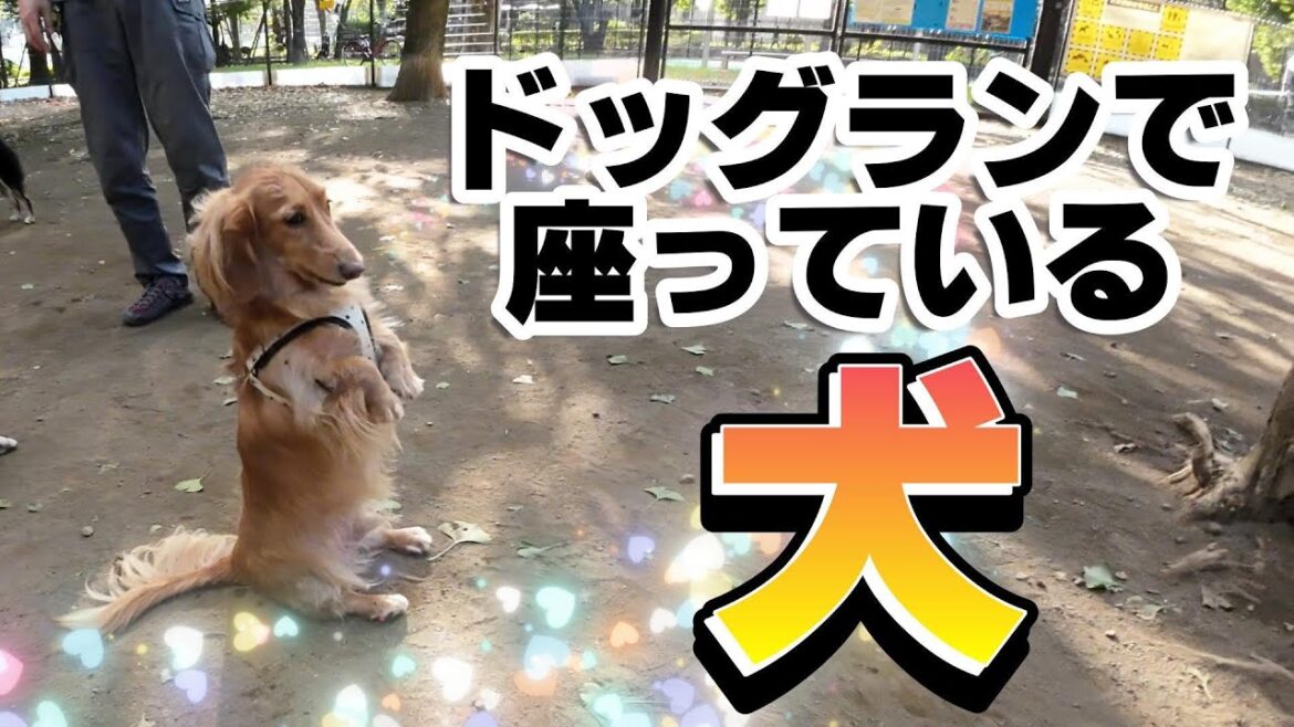 【お座り立ち？のミニチュアダックス】【今週の様子】ドッグラン・開封の儀★１６０回目★