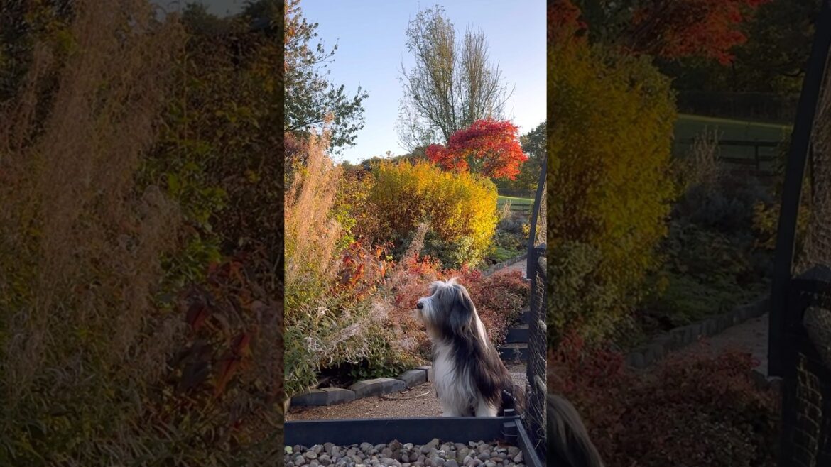 🍁🐕Capturing the Autumn colours! #beardedcollie #autumncolours  #doglovers #shorts #dogshorts