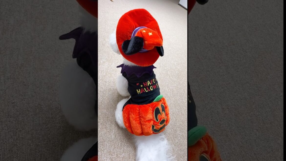 [귀염 주의]하루 호박 귀신이 잡아가요 ㅋ#강아지 #할로윈 #halloween #dogshorts #cutedog #puppy #pets #댕댕이 #귀여운강아지 #cute