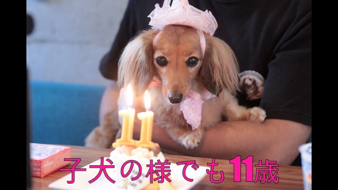 【祝11歳】誕生日プレゼントを選り好みする愛犬【カニンヘンダックスえびすの日常】 【祝11歳】誕生日プレゼントを選り好みする愛犬【カニンヘンダックスえびすの日常】