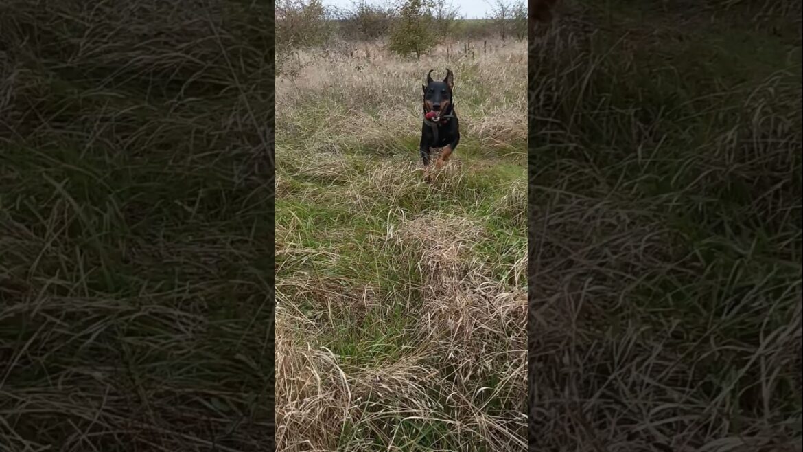 ⚡Рубик⚡ ягдтерьер немецкий охотничий терьер german hunting terrier jagdterrier nature ⚡Рубик⚡ ягдтерьер немецкий охотничий терьер german hunting terrier jagdterrier nature