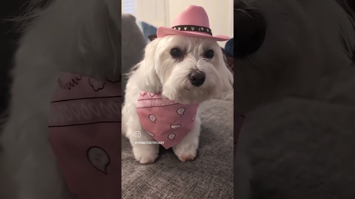 Rocking my pink cowgirl look to support in style! In October we wear pink 🩷🐾💖 #dog #maltesedog #pets