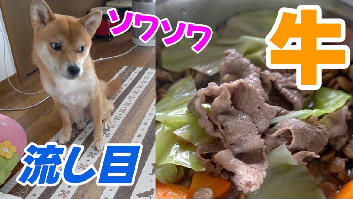 【柴犬の流し目】もう「気が気でない」とはこの事よ！お牛が目の前だとこうなる　柴犬小夏　ASMR