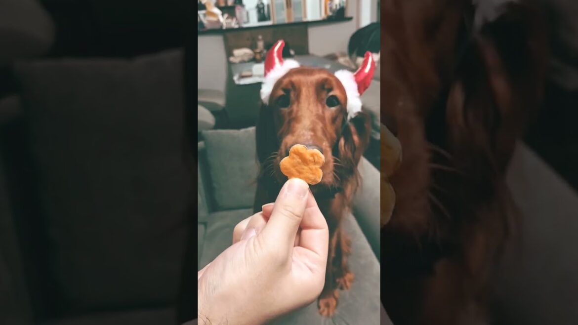 ハロウィンComing soon♪ #ペット #dog #犬のいる暮らし #愛犬 #大型犬 #irishsetter #アイリッシュセッター #ハロウィン #halloween