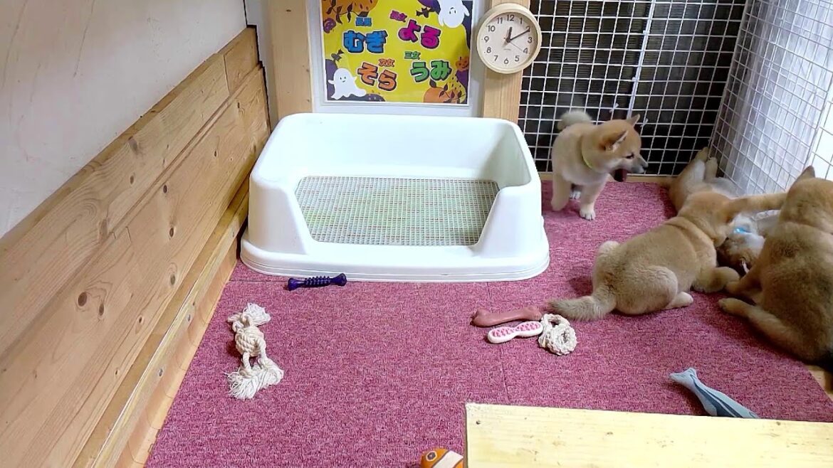 柴犬なつ！子育て生配信【生後49日】動画のなつのハロウィンコスはケルベロスでした♪