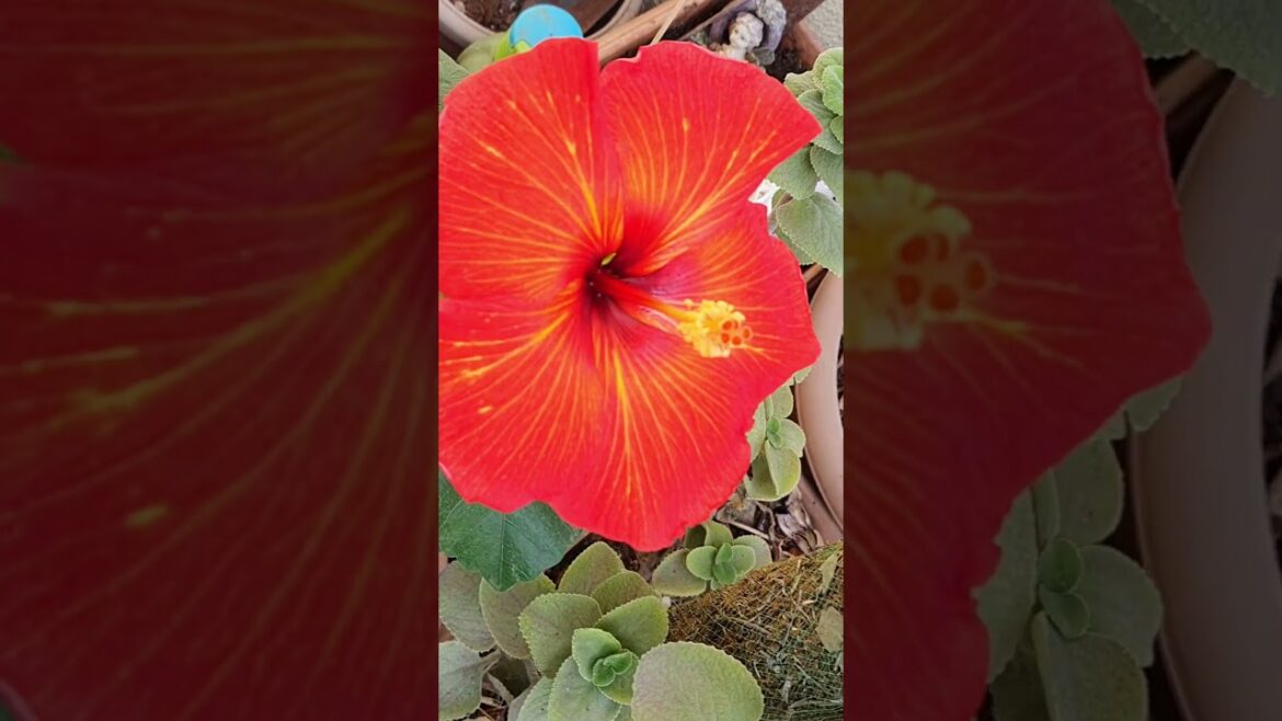 Ever Met Such a Jealous Dog? #shorts