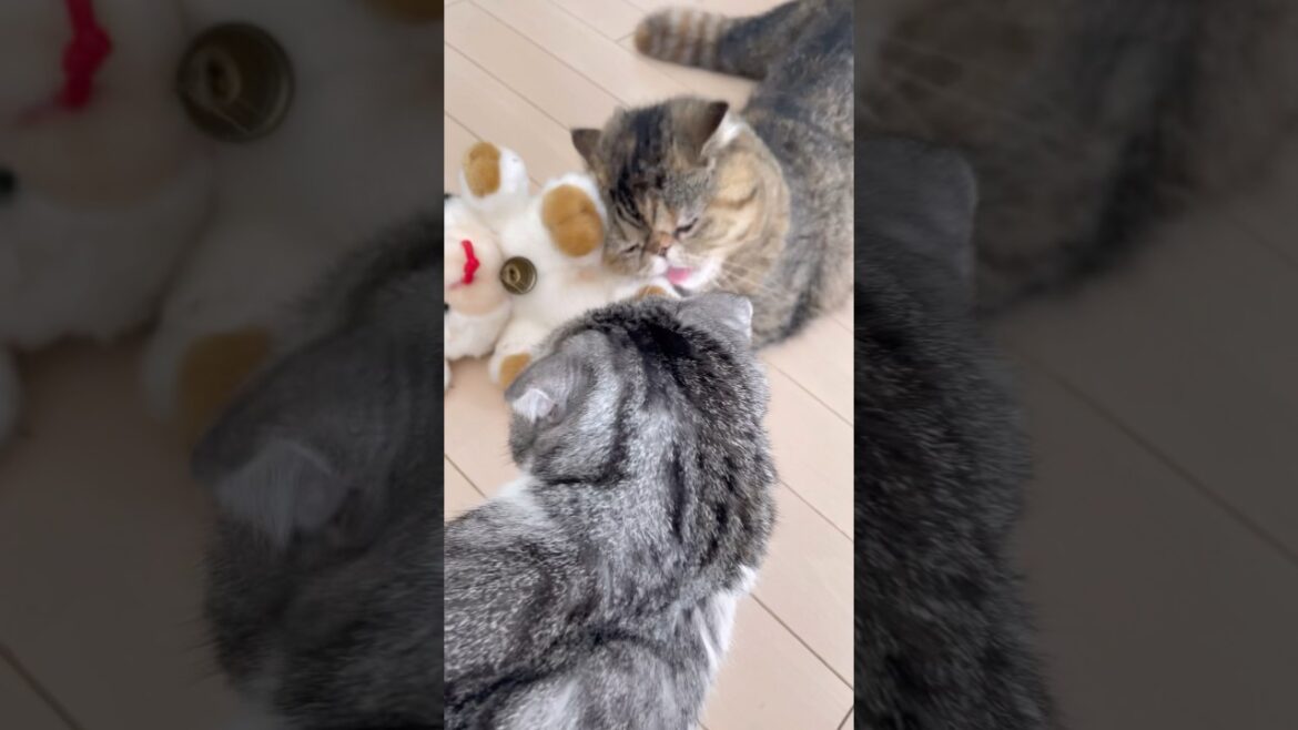 ブサ猫、親の仇かな？#shorts