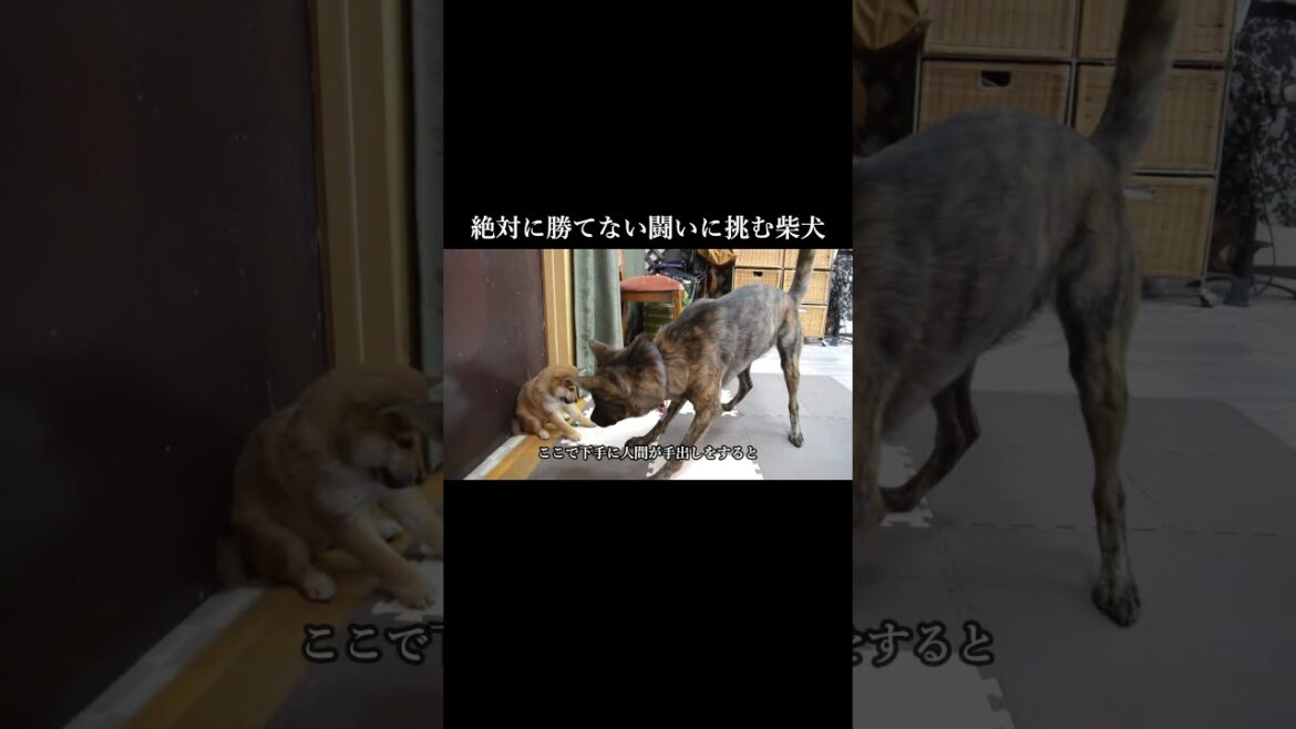 絶対に勝てない闘いに挑む柴犬　#甲斐犬 #柴犬 #youtubeshorts