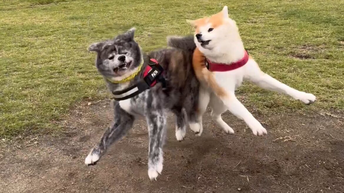 久々のドッグランでのびのびと走り回る秋田犬姉妹【Akita-inu】@akita-inu-pata