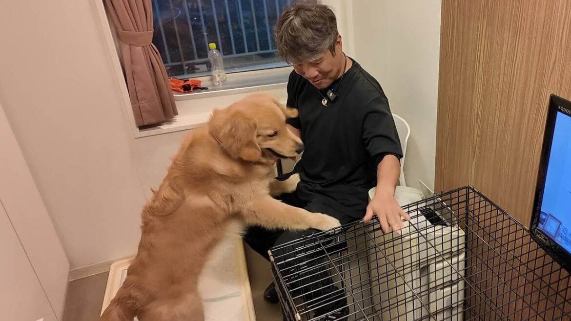 初めての北海道旅行！最後に挑戦したフェリー泊は流石に厳しかった(笑)【Golden Retriever japan】