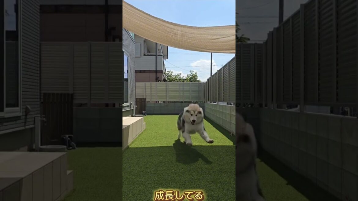 あっという間に33kg(･{}･)ｵｵｰ✨ #dog はアラスカンマラミュート