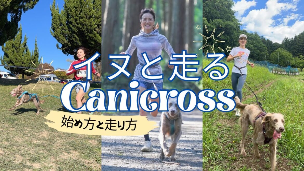 イヌとランニング【canicross】走るワイマラナー