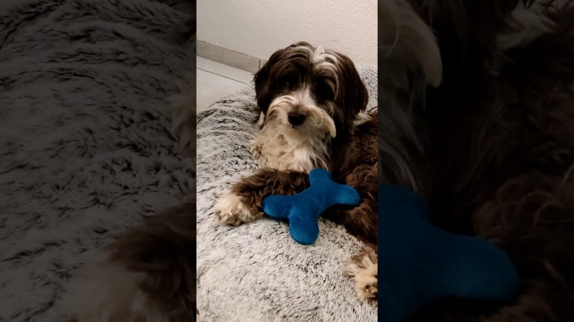 Tibetan Terrier 🙂🐶#dog #doglife