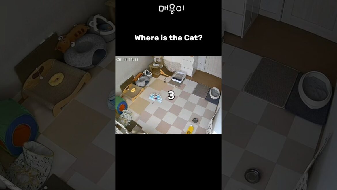 숨은 매용이 찾기 #고양이 #매용이 #cats