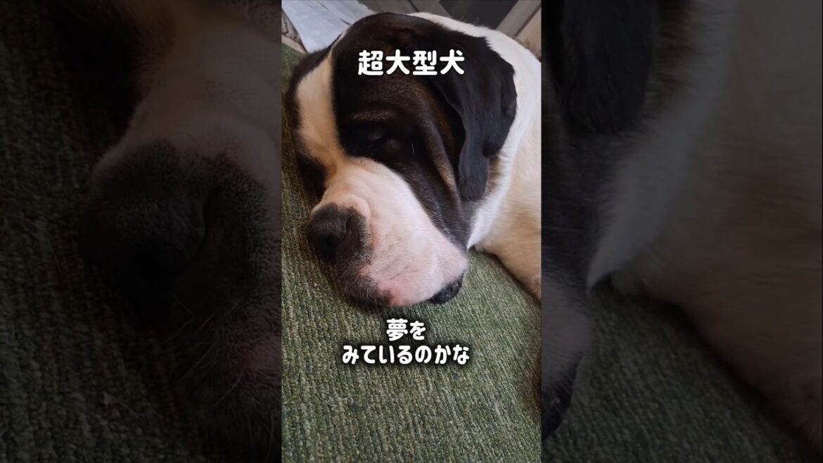 【セントバーナードがピクピクしちゃってる動画】#犬 #shorts