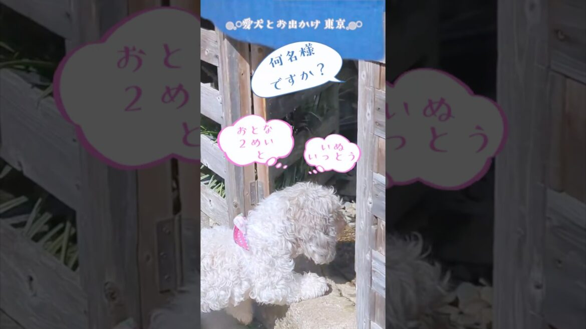 【15歳2ヶ月シニア犬】犬と入れるレストラン 代官山編  𓈒 𓏸 𓐍のれんをくぐるとそこは別世界 𓂃𓈒𓈒 𓏸 𓐍 【15歳2ヶ月シニア犬】犬と入れるレストラン 代官山編  𓈒 𓏸 𓐍のれんをくぐるとそこは別世界 𓂃𓈒𓈒 𓏸 𓐍