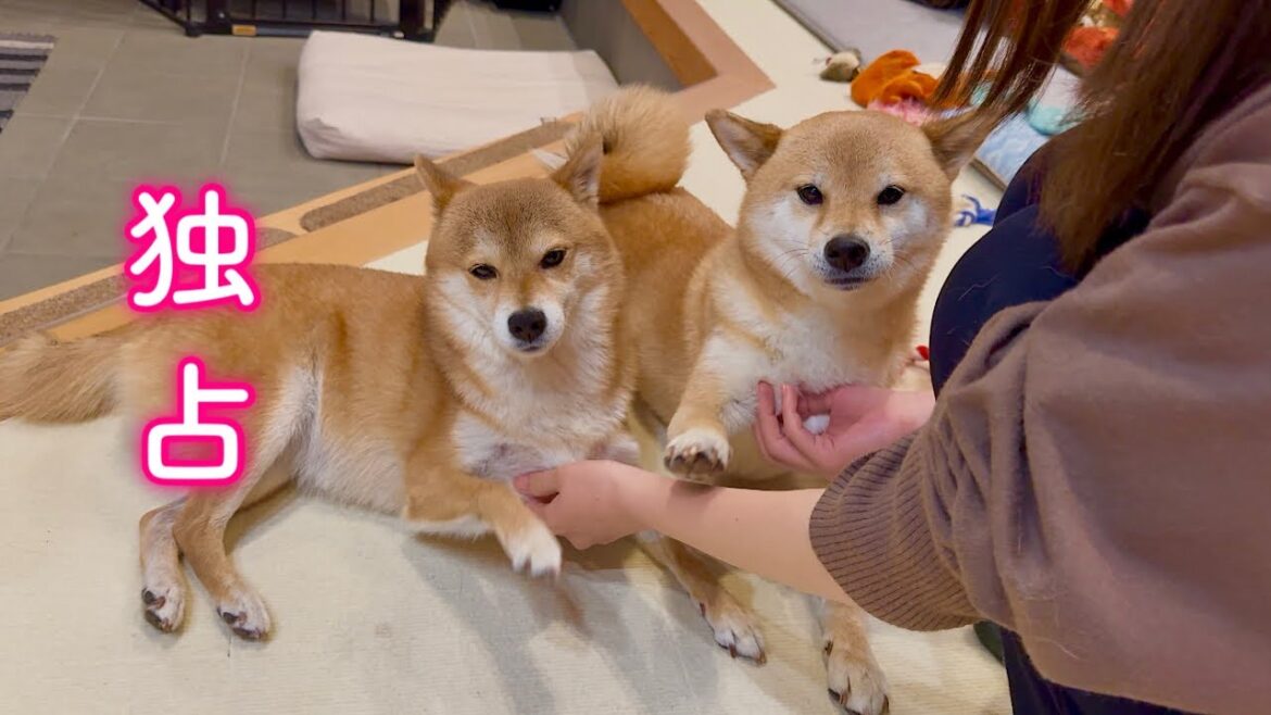 寒すぎて飼い主より先に暖房を独占する柴犬が可愛い