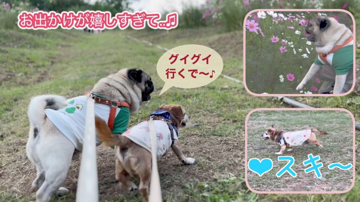 やっと涼しくなってお出かけ🚗パグとチワックスは嬉しすぎて張り切りってグイグイ歩く🐶🐶秋の京都嵐山〜高雄パークウェイ　コスモスとドックラン