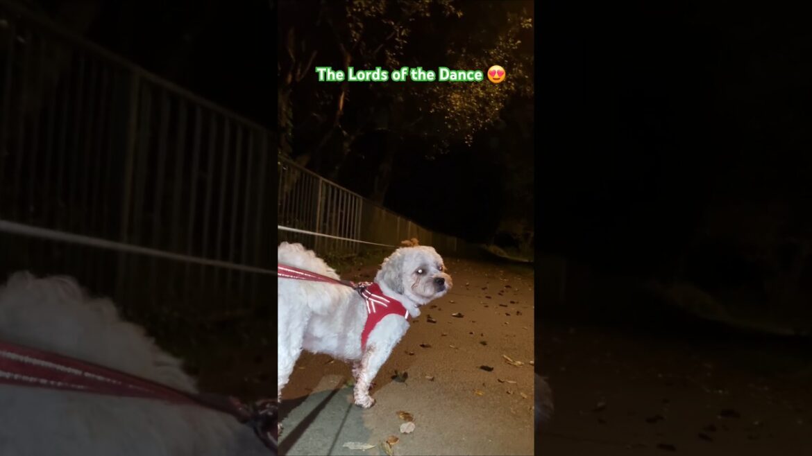 The Terriers early morning dance under the moon and the stars ๐ The Terriers early morning dance under the moon and the stars ๐