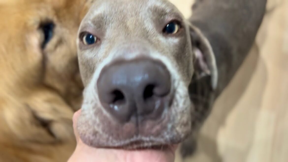 大きくて怖い犬？