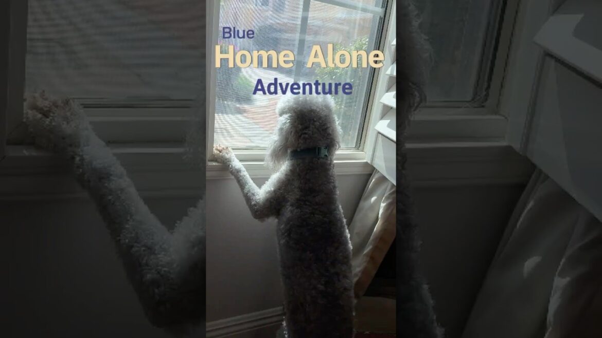 Blue’s home alone adventure #doglover #dogshorts #homealone #funnypet #bedlingtonterrier  #doglife Blue's home alone adventure #doglover #dogshorts #homealone #funnypet #bedlingtonterrier  #doglife