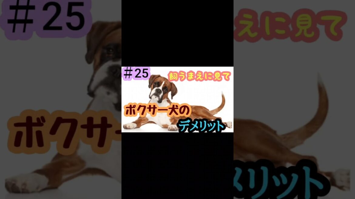＃25飼うまえに見て‼️ボクサー犬のデメリット