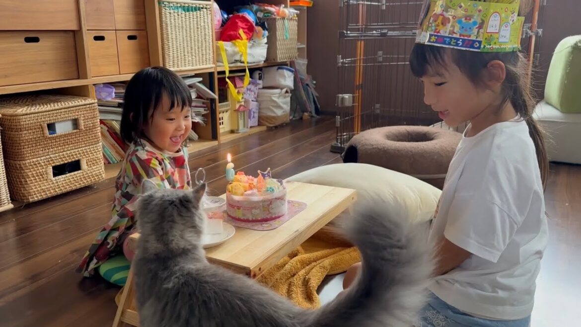 お誕生日会で食欲旺盛な猫　ラガマフィン　サイベリアンA cat with a voracious appetite at a birthday party. Ragamuffin.Siberian