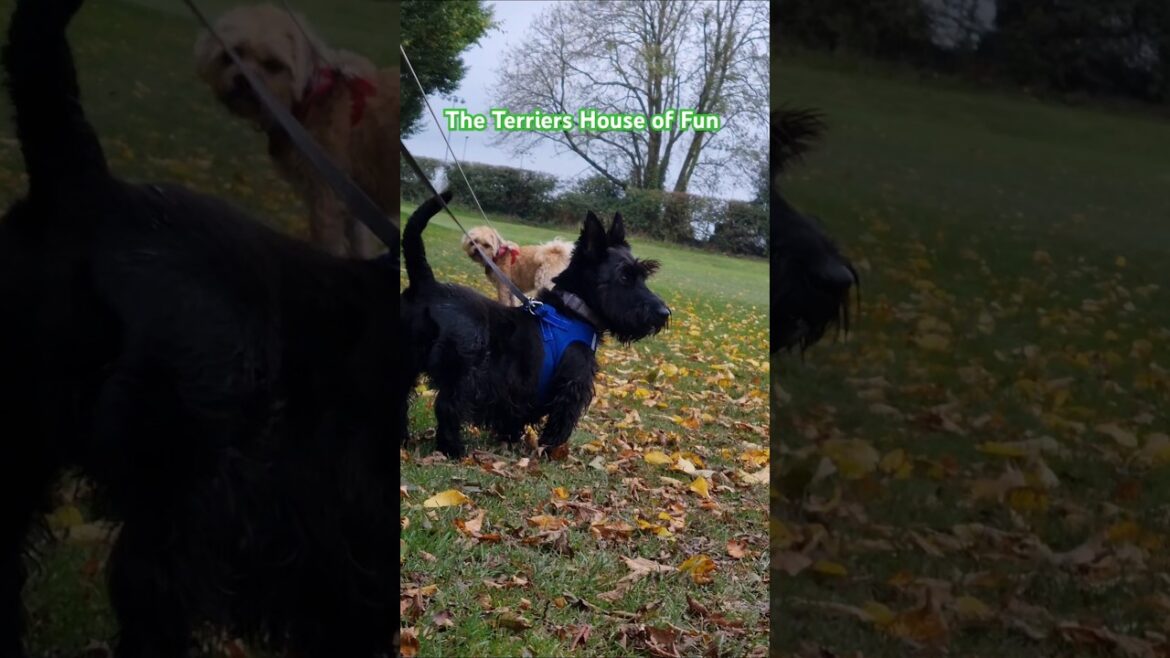 The Terriers House of Fun is an open field 😍 The Terriers House of Fun is an open field 😍