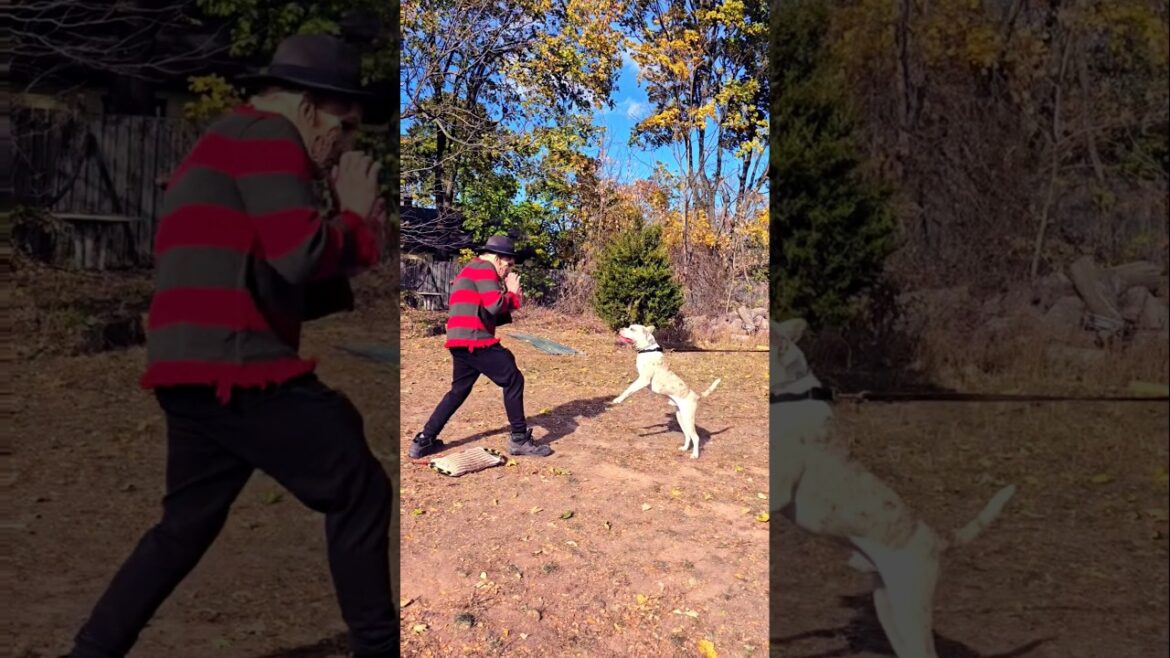 American Staffordshire Terrier ATTACKS Freddy Krueger