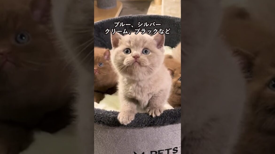 ブリティッシュショートヘアの可愛さがわかる1分解説