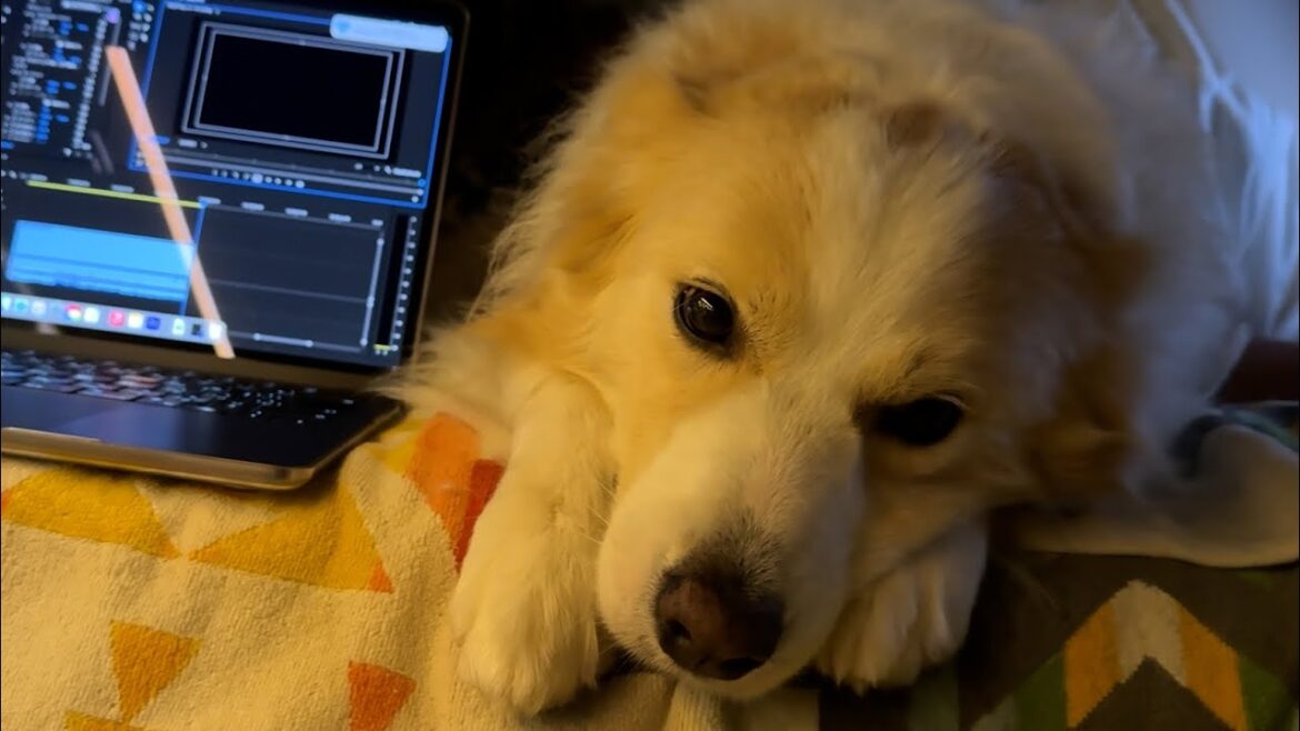 パソコンを壊した犯人（犬）がこちらです...【ボーダーコリー•ゴールデンレトリバー】