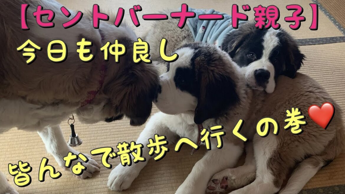 【セントバーナード親子】初めてリードつけて皆んなでお散歩