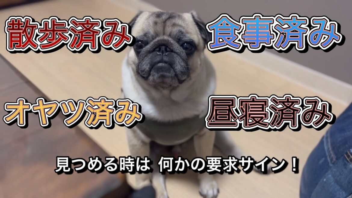 モモタロのしてほしい事！【パグ侍ももたろ】