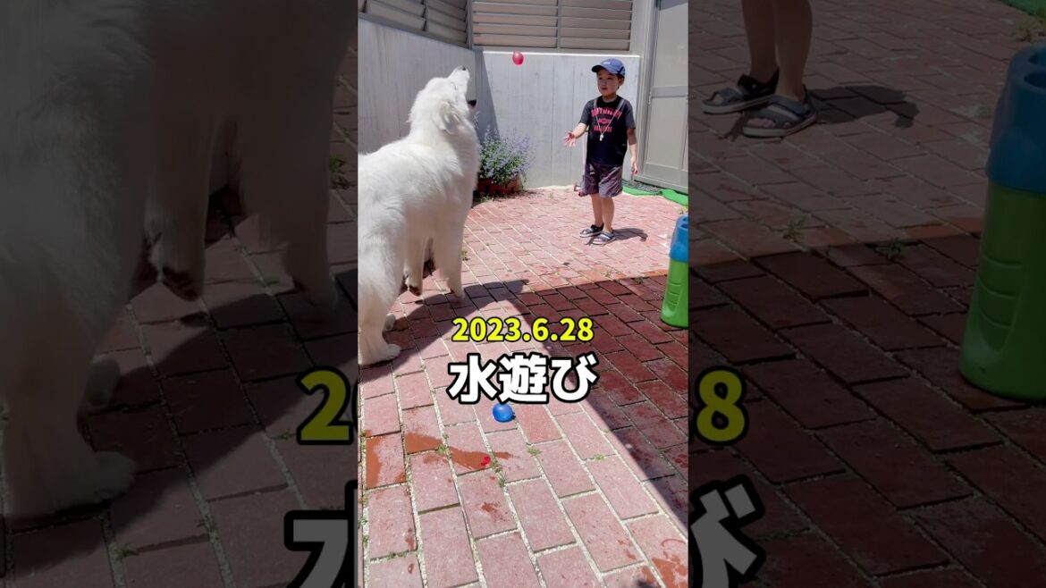 👧なっちゃんアフレコ日記🐻‍❄️一歳　　　　　#グレートピレニーズ #greatpyrenees #癒し動画
