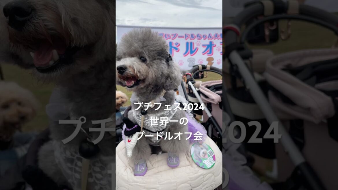 【プチフェス2024】プードルオフ会のワールドシリーズ！全員が超かわいい MVP🐶【世界一】 #shorts #dog #トイプードル