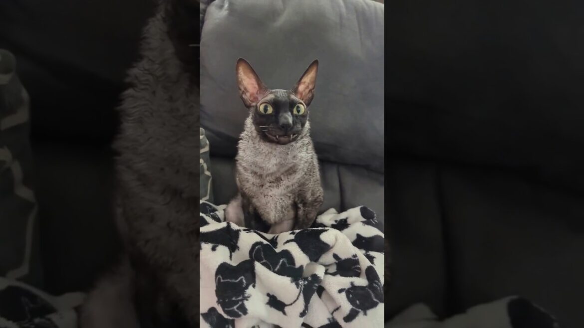 The Cat Bat | The Cornish Rex Cat  #shorts 🔴