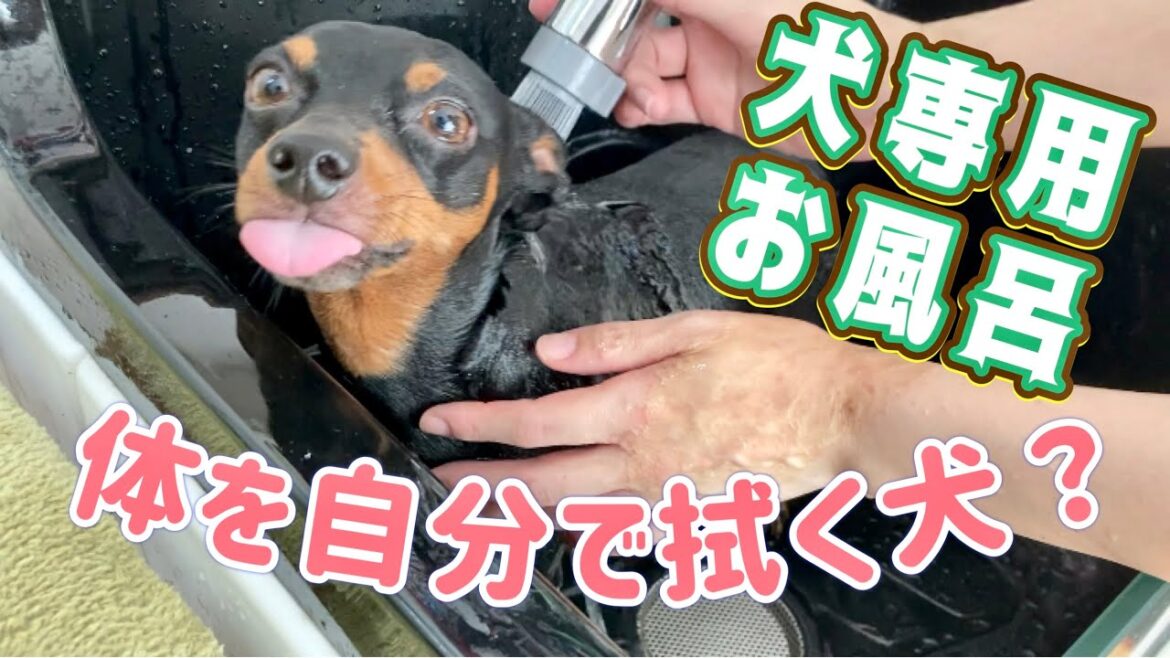 ペットバスで犬のシャワー🛁体の拭き方のクセが強い犬。