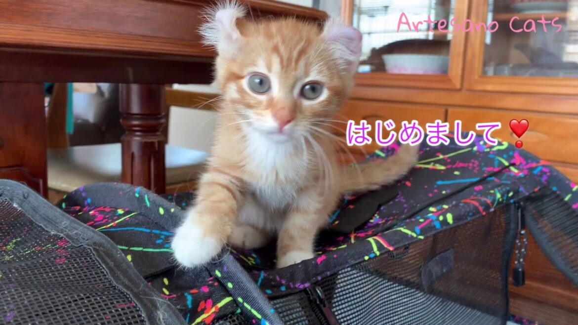 初登場！グンマです！ かわいい子猫 生後2ヶ月 アメリカンカール キンカロー ベンガル