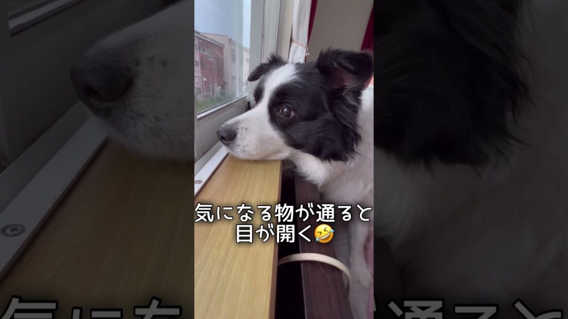 表情豊かな愛犬の朝 #dog #ボーダーコリー #shorts #モーニングルーティン