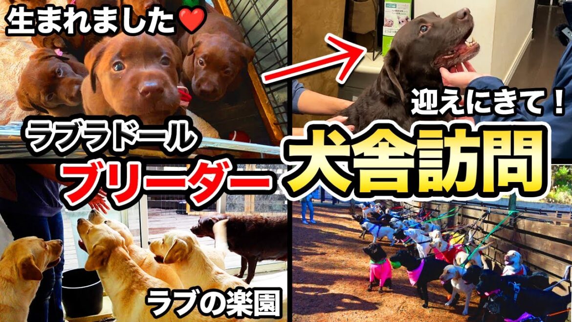 【子犬】ラブラドールレトリバーを迎えるなら”絶対にチェックすべき犬舎”を紹介します！